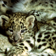 Illustration for article titled Caturday - Panthera uncia Edition